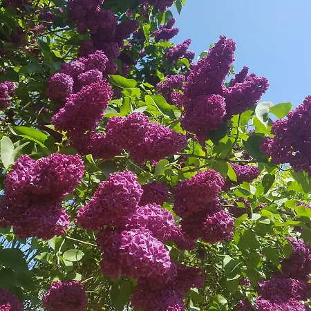 Gardens *